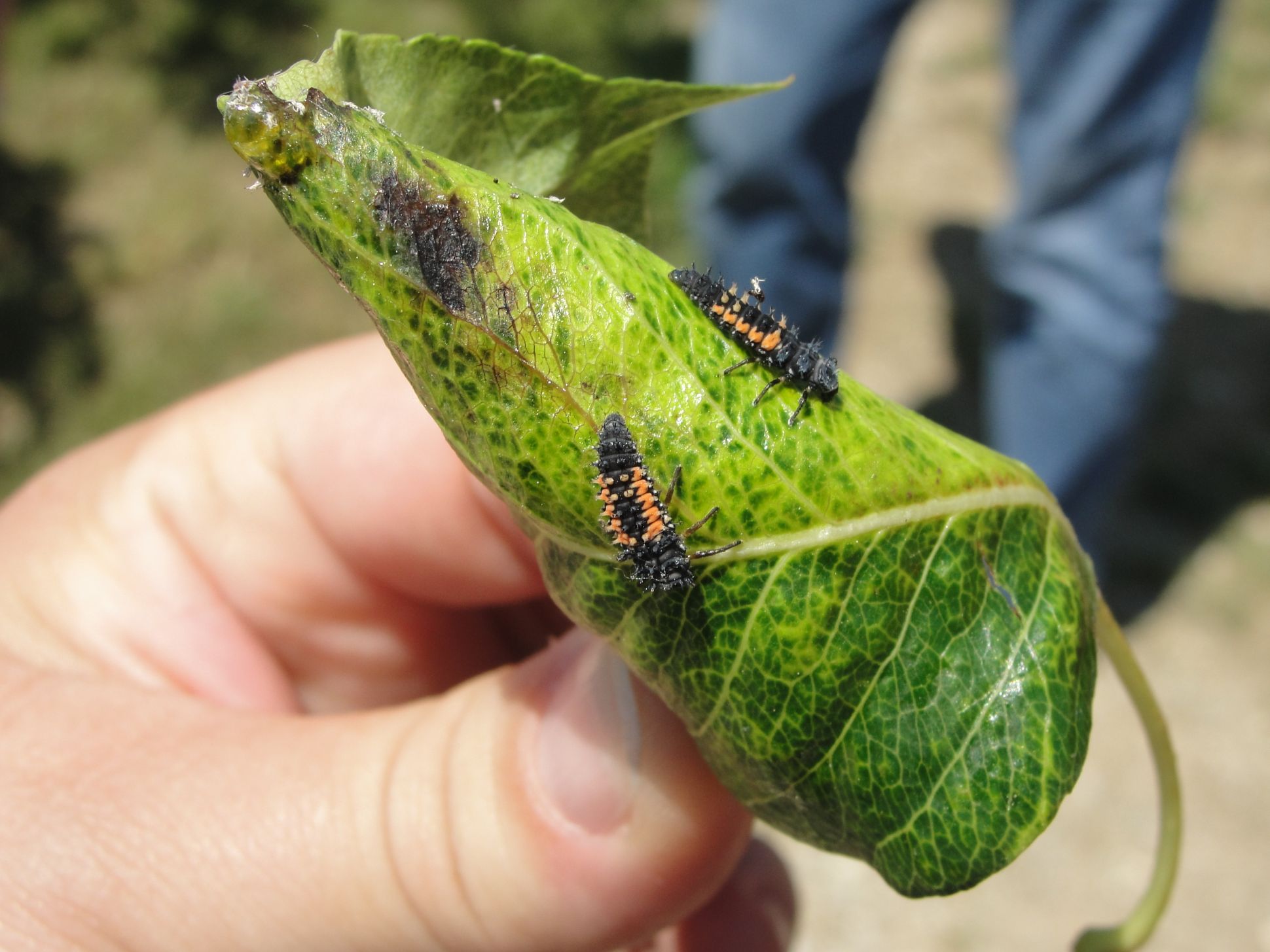 Manjenje Insect Nekemijske mjere u suzbijanju štetnika - Gospodarski list