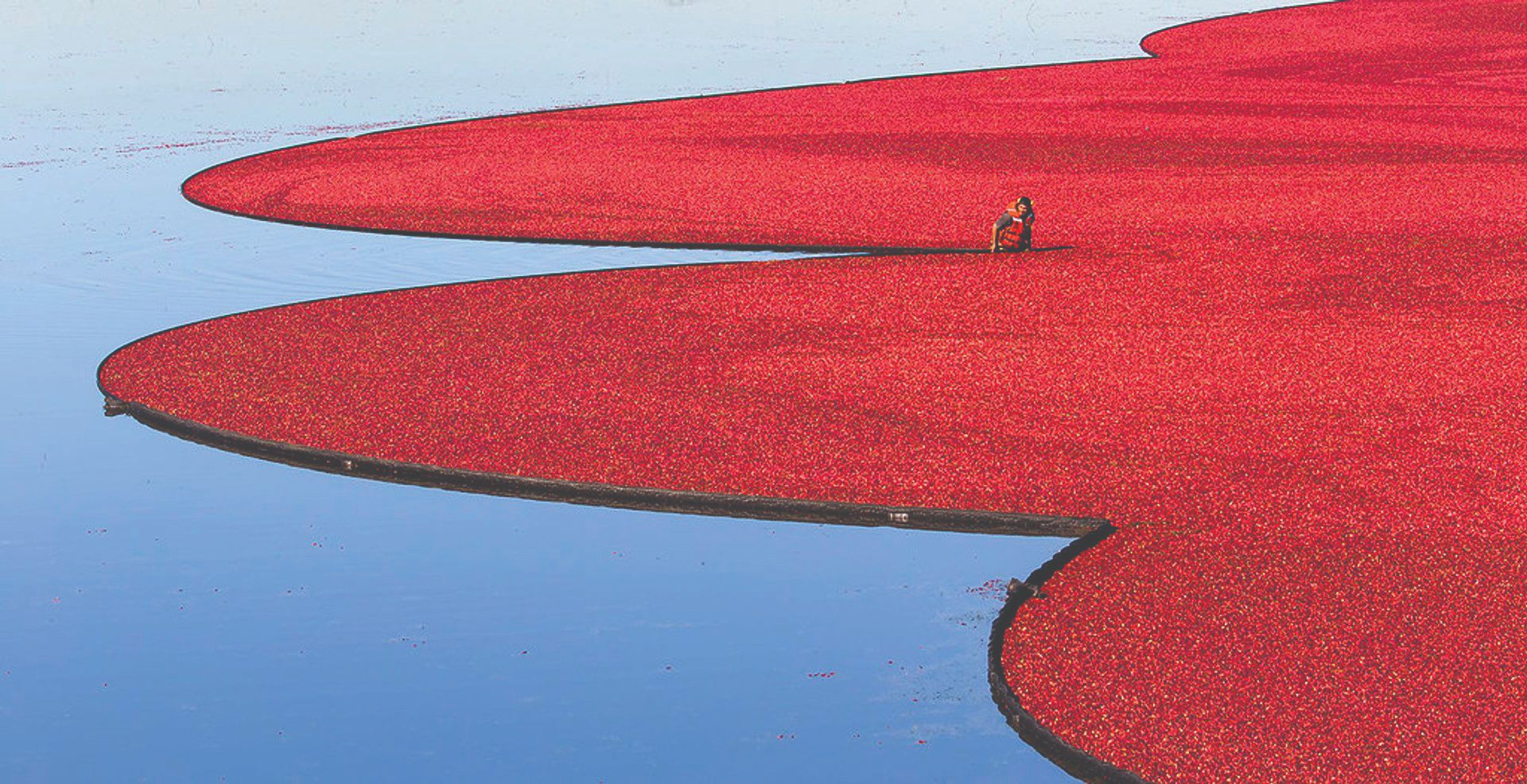 Uzgoj brusnica voćne vrste za vodenu berbu Gospodarski list