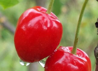 Sadnja trešanja i odabir sorte: vodič kroz suvremenu proizvodnju