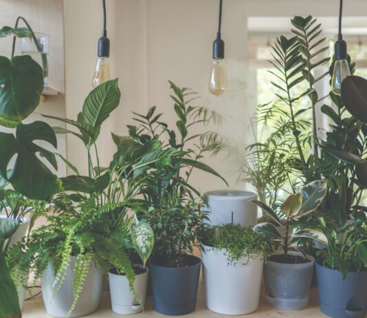 PRILOG BROJA: Najčešće greške u uzgoju sobnog bilja