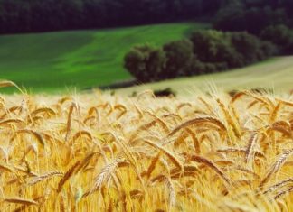 potpore za kompenzaciju rasta troškova proizvodnje u sektoru ratarstva