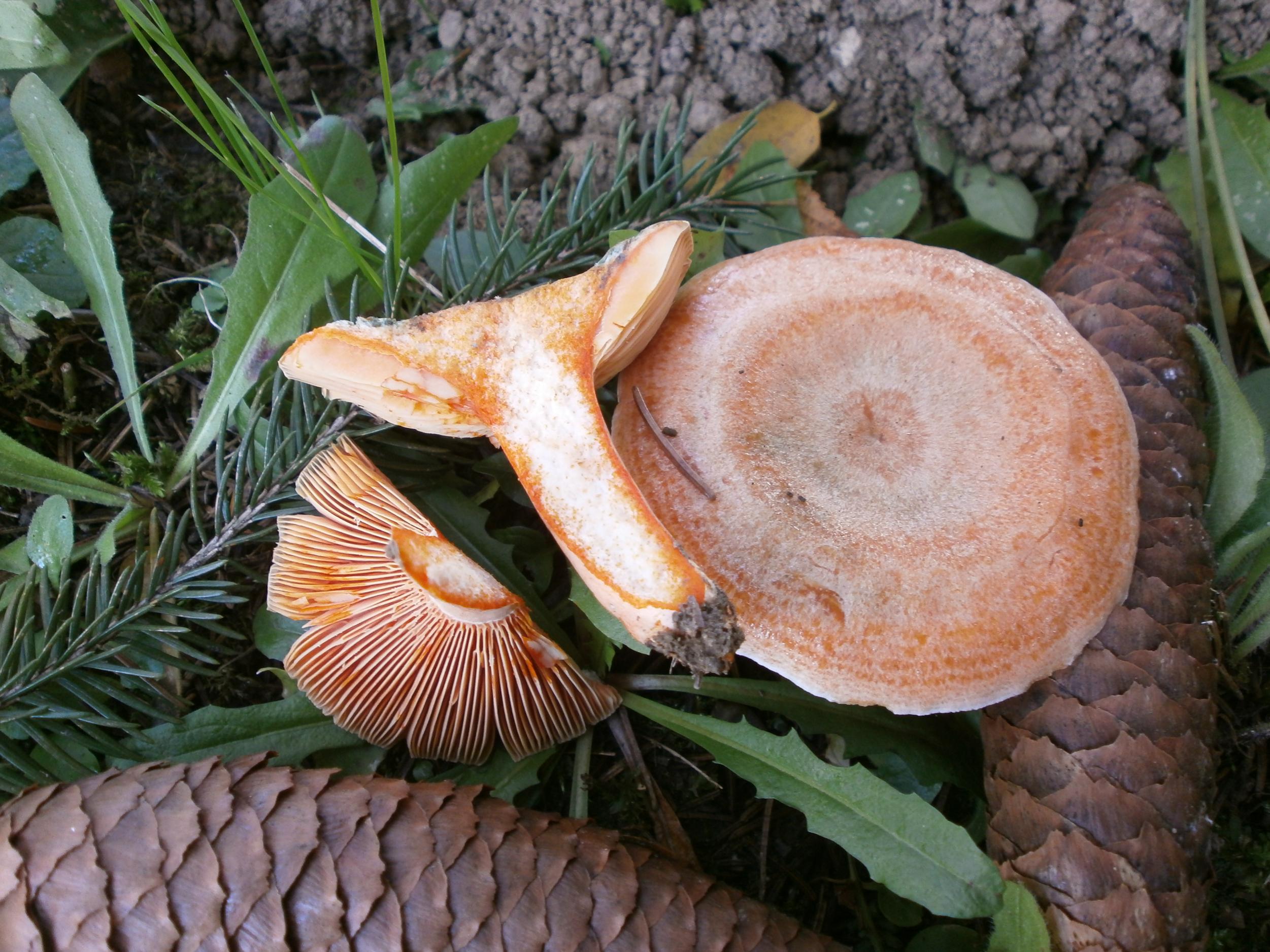 Smrekina rujnica (Lactarius deterrimus) ispod smreke