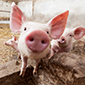 Snažan pad otkupnih cijena svinjskih trupova na EU tržištu