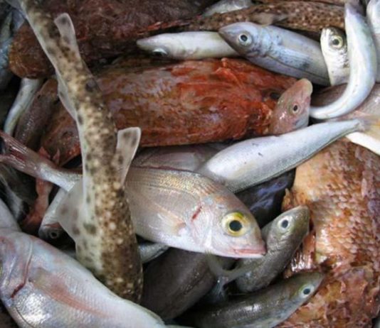 potrošnja proizvoda ribarstva i akvakulture