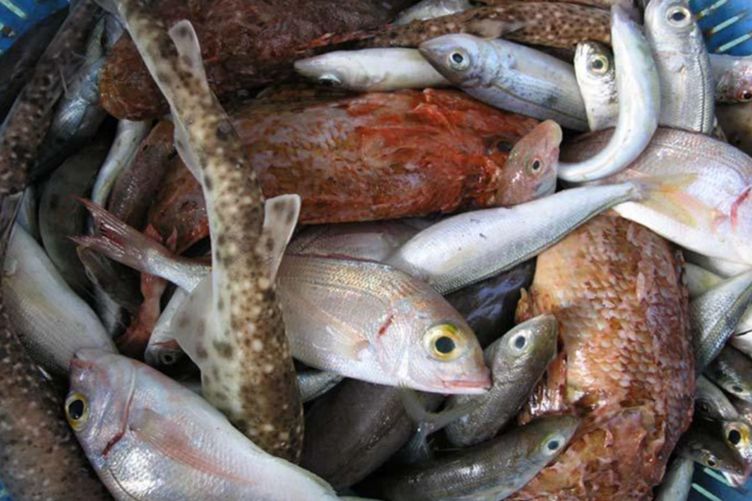 potrošnja proizvoda ribarstva i akvakulture