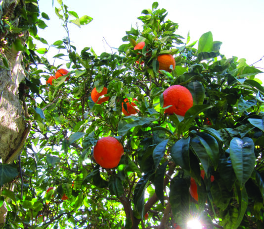 Dubrovačka ljuta naranča - simbol juga