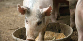 štetnost pljesnive hrane za životinje pljesniva hrana za životinje