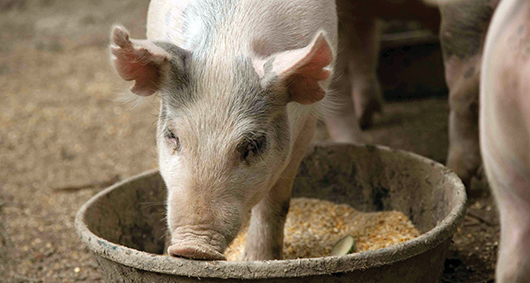štetnost pljesnive hrane za životinje pljesniva hrana za životinje