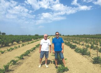 „Portugalski“ vinograd na Nadinskom blatu