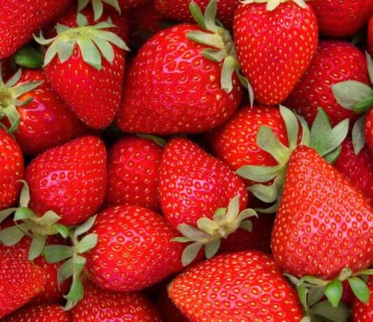 Uzgoj jagoda opravdava uložena sredstva Uzgoj jagoda opravdava uložena sredstva