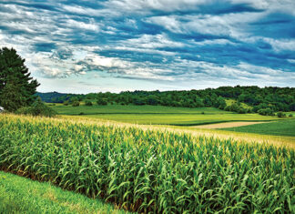 Trend proizvodnje kukuruza u Hrvatskoj