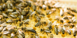 platforma za upoznavanje pčela