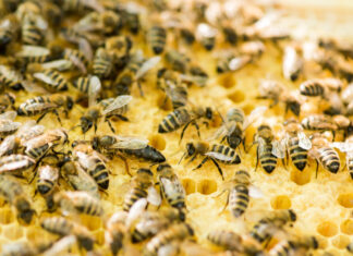 platforma za upoznavanje pčela