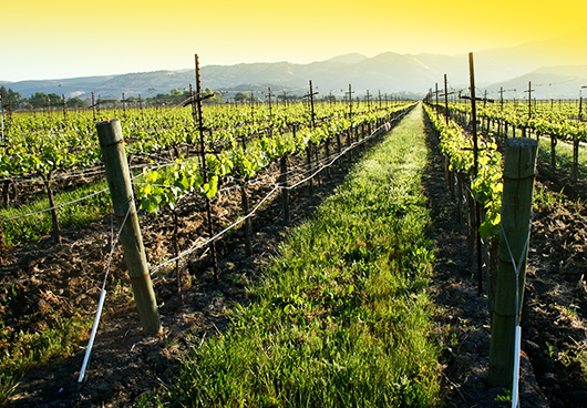 Utjecaji na otpornost i kvalitetu vinove loze