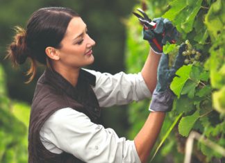 Vodič za prilagodbu vinogradarske proizvodnje klimatskim promjenama