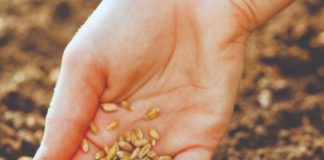 kvaliteta sjemena utjecaj kvalitete sjemena na prinos