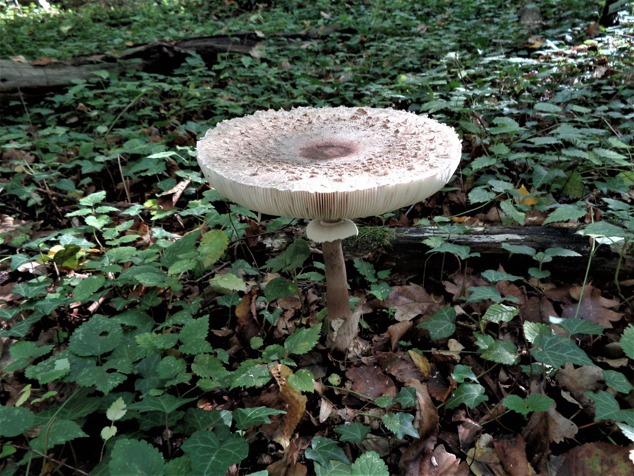 Velika sunčanica (Macrolepiota procera) u travi uz rub šume