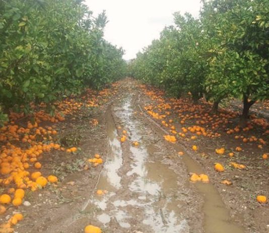 Akcijski plan o poduzimanju mjera za sprječavanje širenja i suzbijanje sredozemne voćne muhe sprječavanje širenja i suzbijanje sredozemne voćne muhe