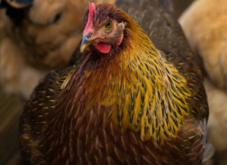 Welsumska kokoš - nese jaja posebnih boja