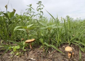 Biljke postaju otpornije kad žive u simbiozi s gljivama