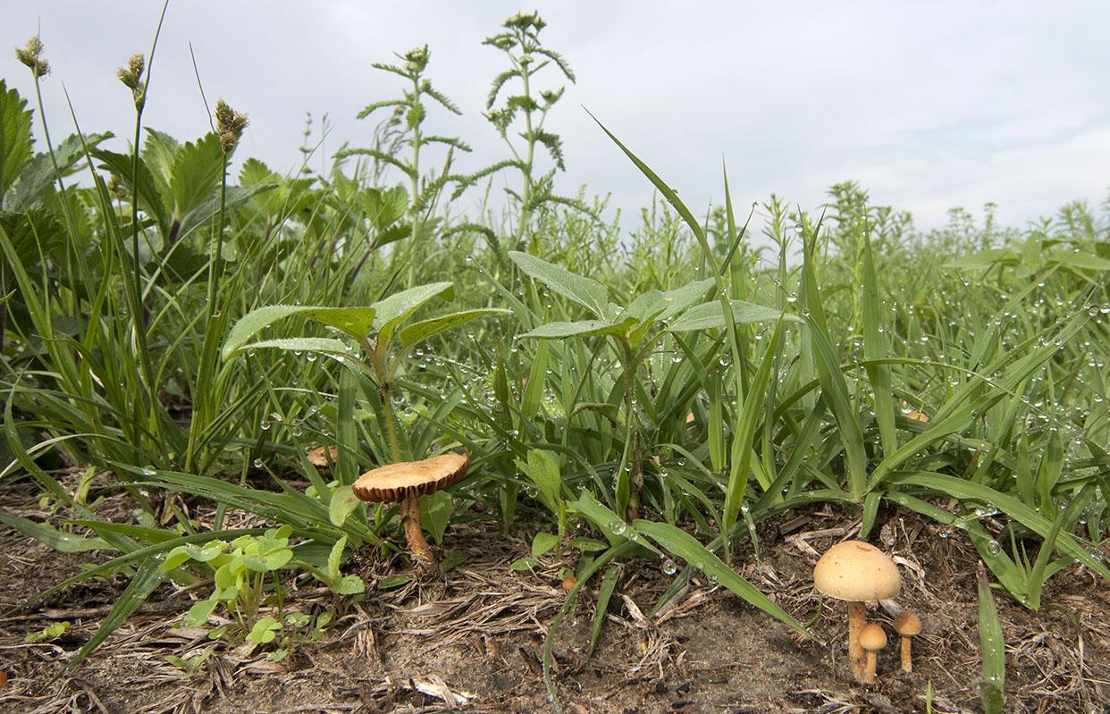 Biljke postaju otpornije kad žive u simbiozi s gljivama