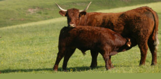 radionicu o održivom sustavu uzgoja krava-tele sustav krava tele radionica salers croatia