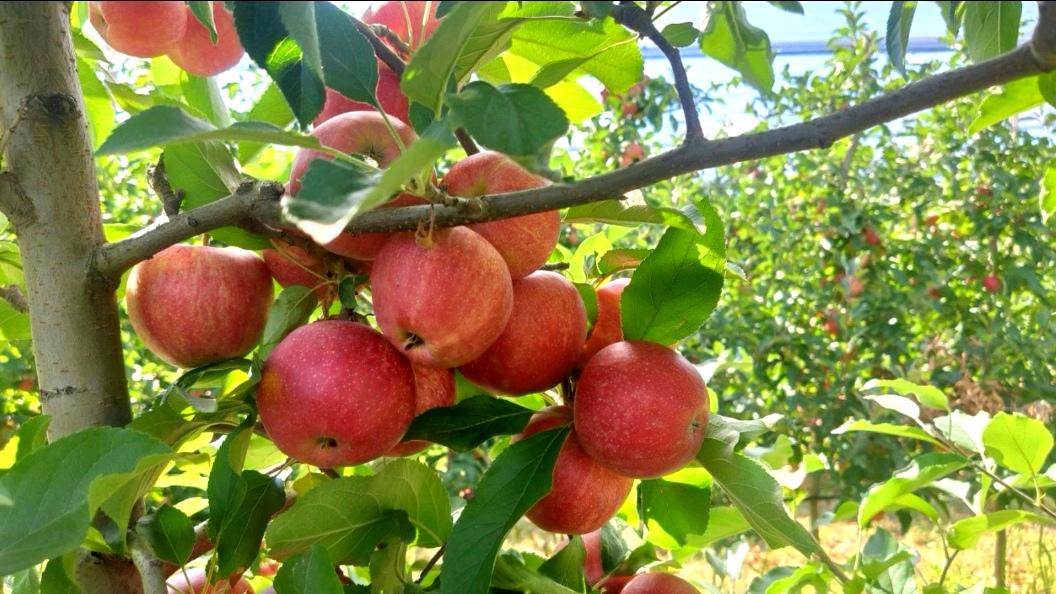 Zaštita plodova voća prije berbe