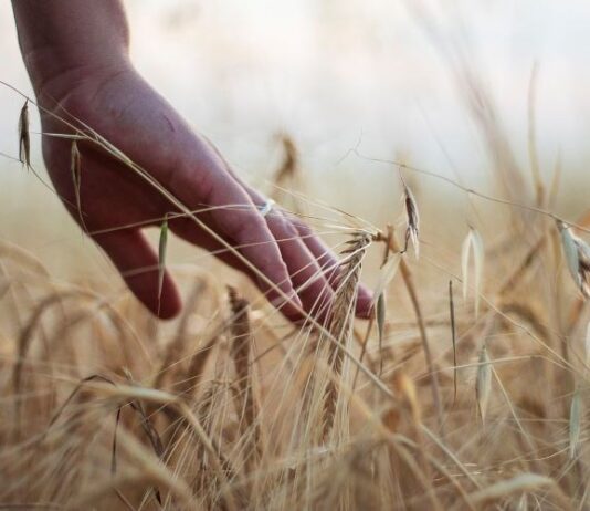 Izmjene pravilnika o potporama ulaganjima u primarnu poljoprivrednu proizvodnju i preradu poljoprivrednih proizvoda