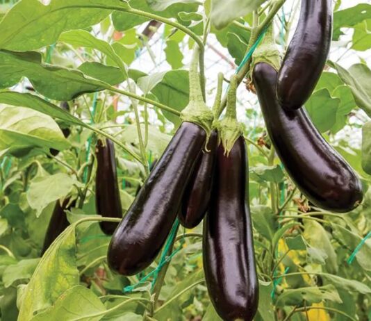 Isplati li se uzgajati patlidžan?