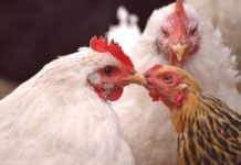 upoznavanje kokoši u kokošinjcu koka koke