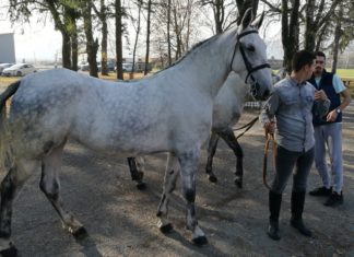 ocjenjivanje pastuha lipicanske pasmine ocjenjivanje lipicanaca