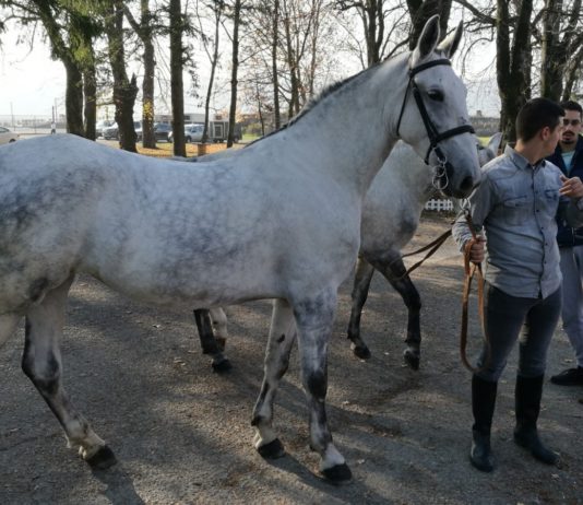 ocjenjivanje pastuha lipicanske pasmine ocjenjivanje lipicanaca