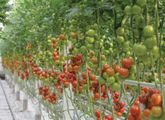uzgoj rajčica u zaštićenom prostoru