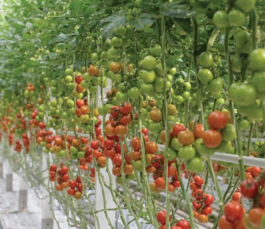 uzgoj rajčica u zaštićenom prostoru