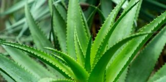 Aloe vera - čudo prirode