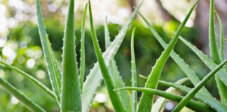 Aloe vera – čudo prirode