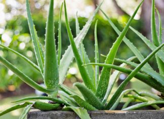 Aloe vera – čudo prirode