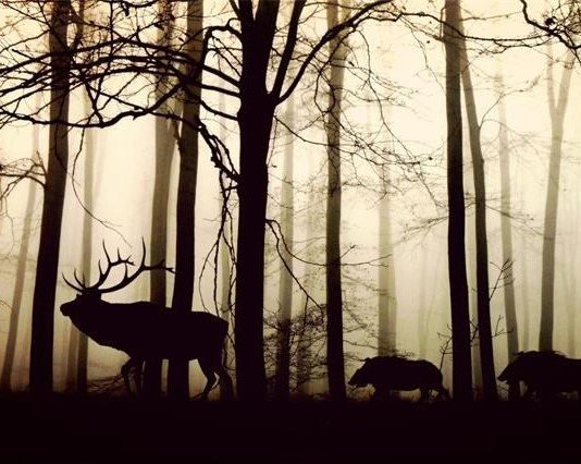 sprječavanje štete od divljači