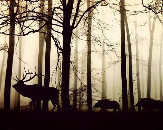 sprječavanje štete od divljači