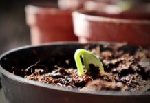 Objavljen peti natječaj za razvoj i očuvanje biljnih genetskih izvora