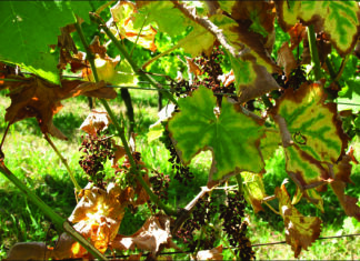 Najštetnija bolest u vinogradima - apopleksija!