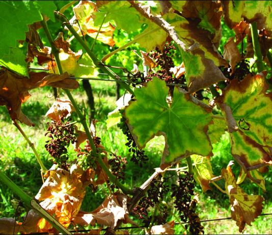 Najštetnija bolest u vinogradima - apopleksija!