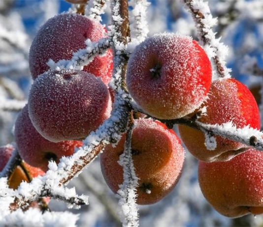 natječaj za obnovu proizvodnog potencijala
