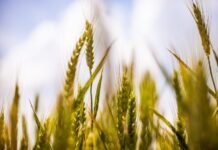 Isplaćeno 3,6 milijuna eura potpore za sjetvu certificiranog sjemena