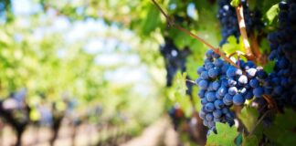 obavijest vinarima i vinogradarima