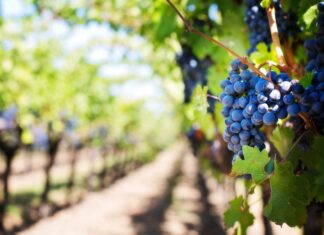 Objavljen natječaj za mjeru Restrukturiranje i konverzija vinograda