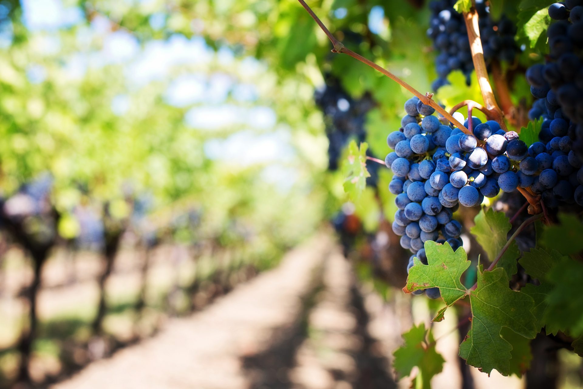 obavijest vinarima i vinogradarima