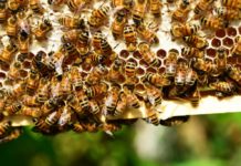 prikupljanje i odabir projekata istraživačkih programa u području pčelarstva