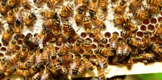 prikupljanje i odabir projekata istraživačkih programa u području pčelarstva