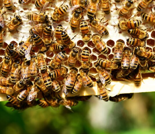 Odluke iz Programa potpore pčelarima za saniranje šteta uzrokovanih pomorom pčelinjih zajednica